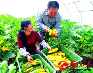 越冬王白菜品种介绍