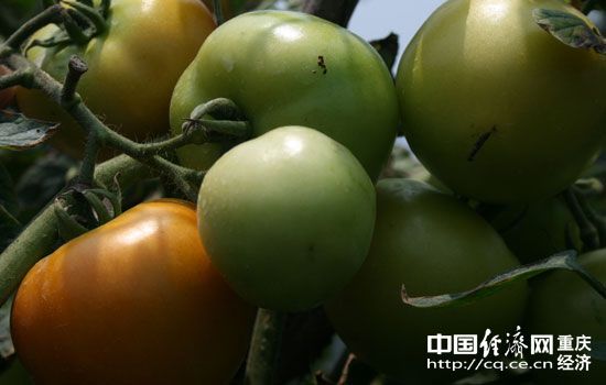 秋绿60白菜栽培技术