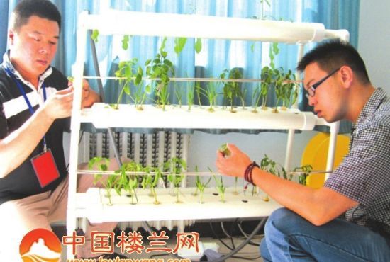 绿扁豆育种技术