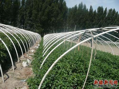 河南莲藕种植基地