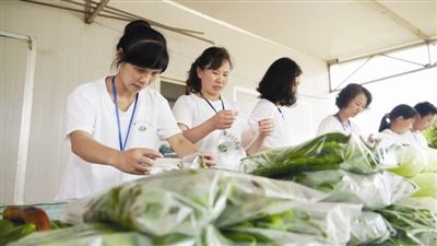 绿霸白菜种植技术