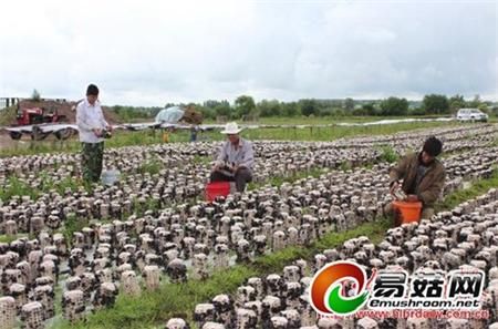 野生茶树菇种植技术