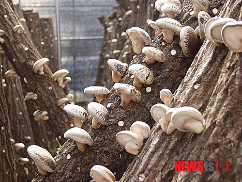 松树菌育种技术