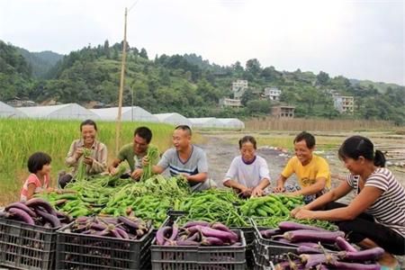 东北越冬菠菜种植时间