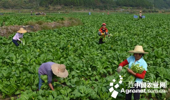 农户定期定量送蔬菜上门 “淘菜”在福州兴起（图）