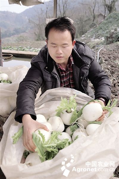 白芦笋种植与管理