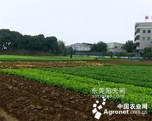 华南205木薯新闻资讯