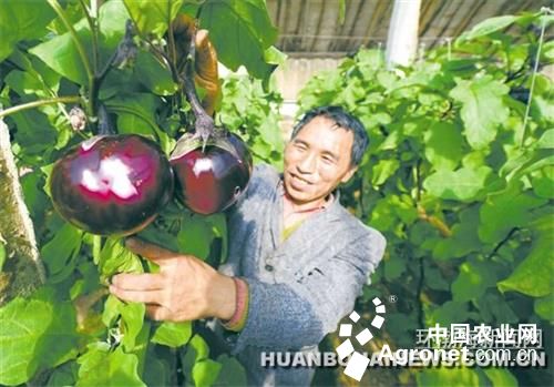 天津：绿色蔬菜成抢手货