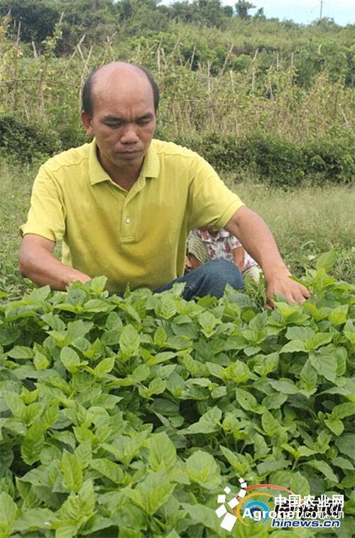 红根芹菜种植技术