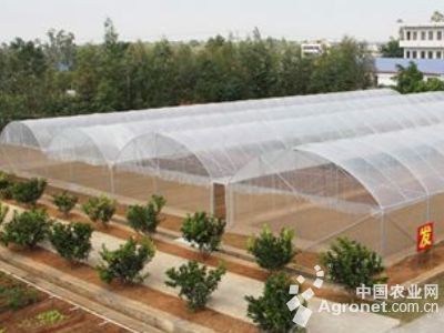 以色列168大红西红柿种子
