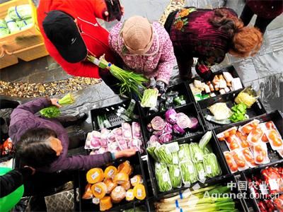 韩国品种大萝卜怎么种植