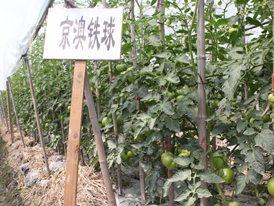 香芋种植技术