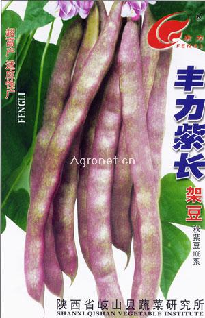 大荚豌豆种植技术