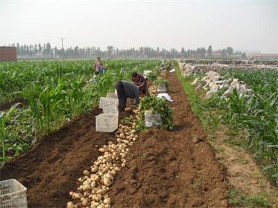 红芽姜高产种植技术