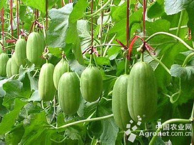 甜脆豌豆种子种下多久发芽