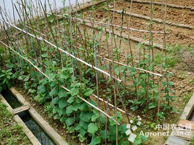 水盆栽蒜苗的种植方法