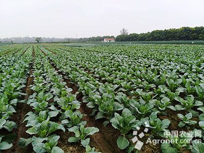 富硒农产品种植技术