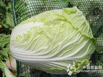 冠春白菜种植技术