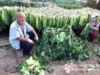 祁东黄花菜种植技术