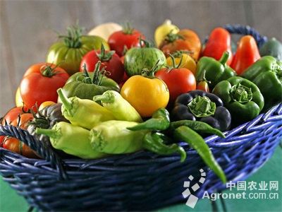 生菜种子种植方法