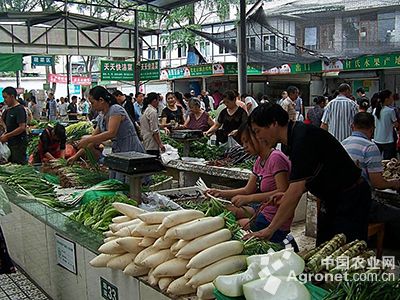 夏邑是商丘种植最大白菜