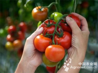 马蹄西红柿怎么种植与管理