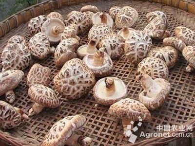 网纹鳞香菇种植技术