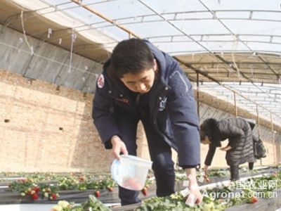 北京小杂60白菜种子