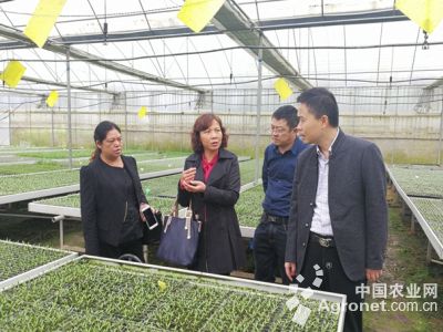 红菜苔栽培技术