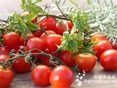 七彩番茄育种技术