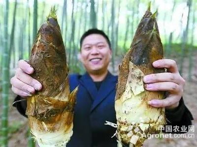 三青王莴笋种子