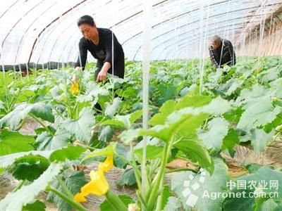 金韩系列遍地王南瓜种植技术