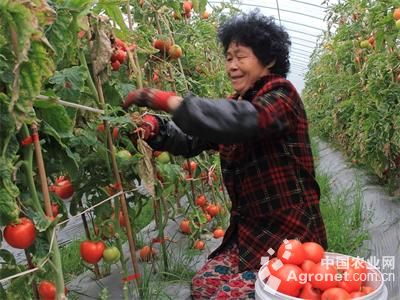 光辉201西红柿施肥技术