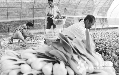 西藏红土豆价格
