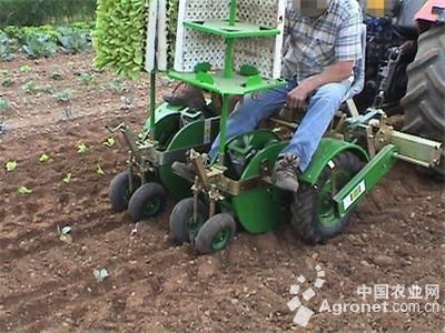 芹菜种子催芽方法