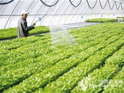 日本小葱育种技术