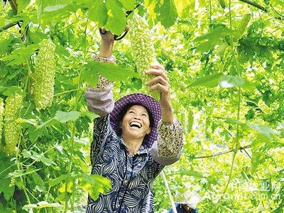 华皖玉米加工技术