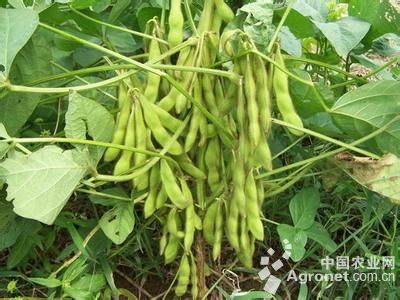 长豇豆种植虫害