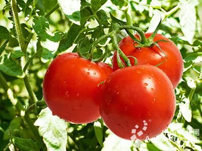 荷兰小番茄供应信息