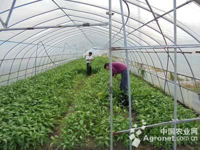红托竹荪种植技术