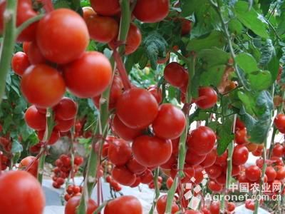 西红柿溃疡病特效药