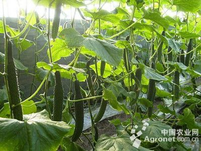 鲜花丝瓜的种植技术