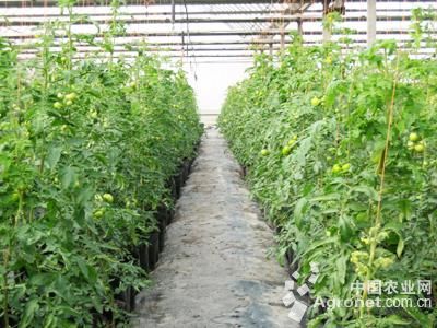 瑞克斯旺西红柿施肥技术