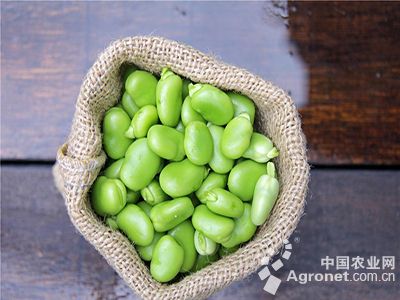 小扁豆种植时间和方法