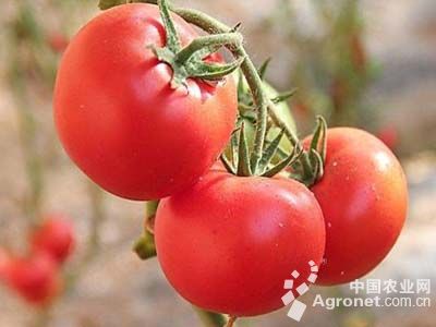 普罗旺斯番茄种子哪里可以买