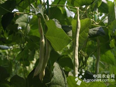豌豆种植图片生长过程