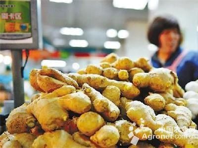 水东芥菜育种技术