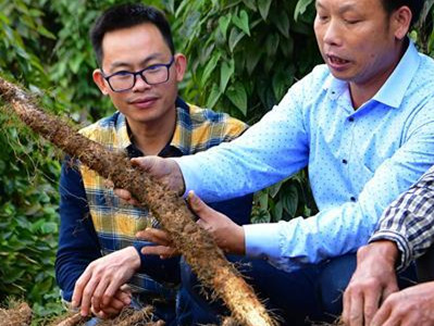 古田茶树菇育种技术