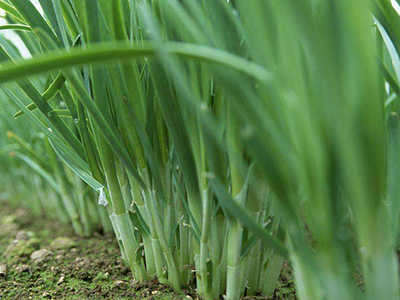 红托竹荪种植技术