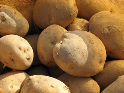 特高产土豆新品种